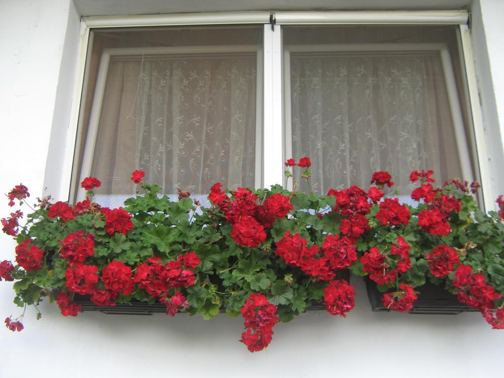 Apartment Vistanova Vrdnik Ngoại thất bức ảnh